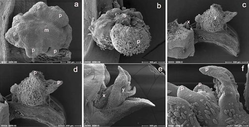 Figure 6: Explants development 16 days after re-culture (a-f). Advanced lateral swelling of leaf primordia surrounding the apical dome (a) and development of a smooth green structure (shoot) following the advanced growth of the leaf primordium (b) mark the initial stages of shoot formation and eventually plantlet development from the previously developed green structures of cryopreserved explants. Further development of the PVS2 treated explants indicating initial shoot growth at the axil (c) and bud with two leaf pri- mordia at the near apex (terminal) of the original leaf (c and d). An axillary bud with two leaf primordia (e) and a terminal bud with four leaf primordia (e and f) are shown by the in vitro cultured explants. p, leaf primordium, m, apical dome, s, shoot, x, axillary bud, y, terminal bud. Bars indicate 100µm (f), 200µm (a), 400 µm (b, d), 500 µm.