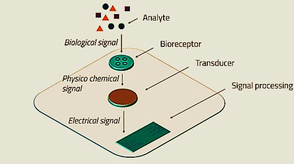 Figure 8: Schematic representation of the structure of a biosensor.
