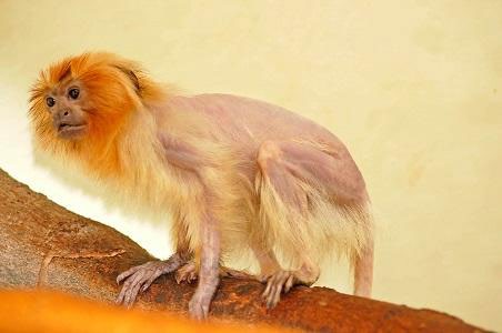 Figure 1: Adult, 15 year old female, golden lion tamarin (Leontopithecus rosalia) with severe alopecia secondary to pituitary dependent hyperadrenocorticism.