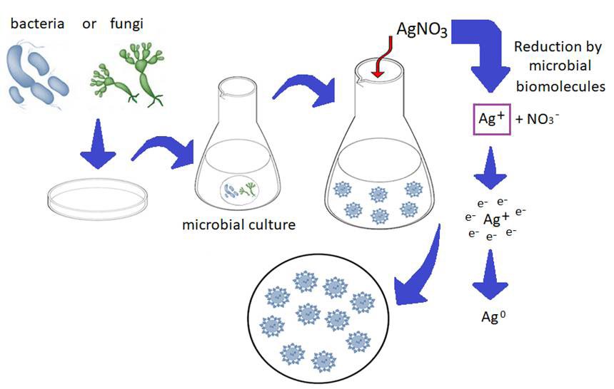 Figure 2: AgNPs synthesis through bacteria or fungi bioreduction.