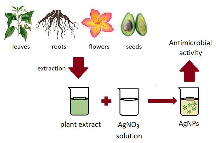Figure 3: Green synthesis of AgNPs via plant extraction.