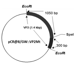Figure 3: Schematic diagram of recombinant pCR@8/GW::VP2Mt plasmid