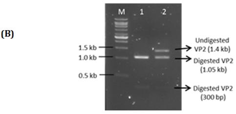 Figure 6: Agarose gel electrophoresis of PCR amplified products of VP2 gene from pCR@8/GW::VP2Mt indicated the presence of multiple band including VP2 gene fragment (~1.4 kb) (Lane 1 and 2) and the bands size was estimated by 1kb Ladder (Vivantis, USA) (Lane M).