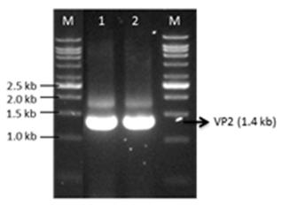 Figure 7: (A) Schematic diagram of VP2 gene containing single _Spe_I restriction site. (B) Agarose gel electrophoresis of _Spe_I digestion profile of PCR amplified gene of modified VP2 (Lane 2) and unmodified VP2 (Lane 1) estimated by 1 kb Ladder (Vivantis, USA) (Lane M).