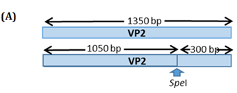 Figure 9: Restriction profiles of recombinant PVX::VP2Mt vectors digested by _Spe_I enzyme. Undigested recombinant PVX::VP2Mt vector (Lane 1), digested recombinant PVX::VP2Mt vector (Lane 2 and 3) and 1 kb DNA Ladder (Vivantis, USA).