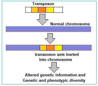 Figure 4: Transposons the drivers of evolution.