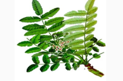Figure 11: Boswellia serrate.