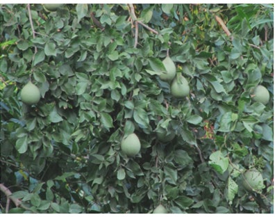 Figure 4: Aegle marmelos.