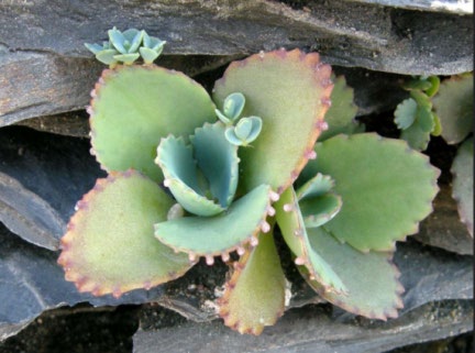Figure 6: Bryophyllum pinnatum.