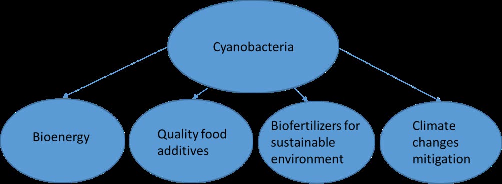 Figure 1: Cyanobacteria- applications.
