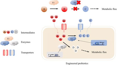 Figure 1: Courtesy ref no-26 -Engineering probiotics for the treatment of metabolic disorders caused by enzyme deficiency. The lack of E2 results in the accumulation of intermediate B and the insufficient supply of intermediate C. The engineered probiotics harboring E2 and/or E3 can be used to restore metabolism and eliminate the accumulation of the intermediate B.