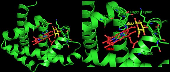 Figure 6: Molecular docking of Myoglobin with glucose.