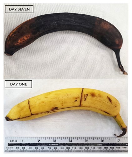 Figure 1: Banana skin was left for five periods (Zero hours, 3 hours, 12 hours, 24 hours and one week) at room (RT) with moderate humidity (20 to 25°C/50%).