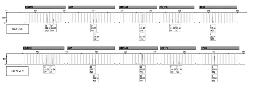 Figure 3: Electropherograms of samples collected from normal banana skin (day one) and rotten banana skin (day seven). The profiles show the difference in peaks height at 5 autosomal STR loci (D3S1358, vWA, D16S539, CSF1PO, TPOX).