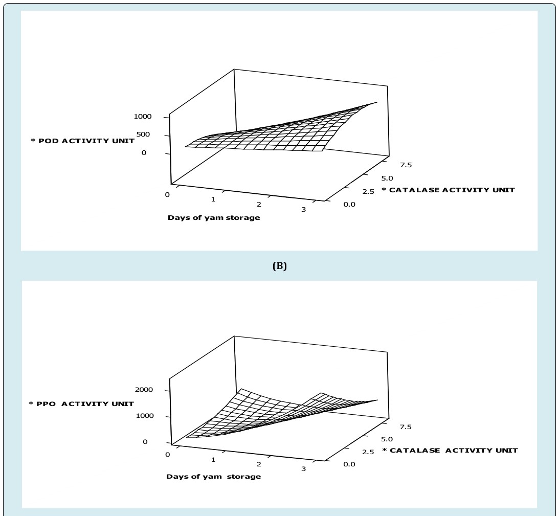 Figure 2: Surface plot of (A) specific polyphenol oxidase activity versus specific peroxidase activity, time of white trifoliate yam stored at refrigeration temperature (B) specific polyphenol oxidase activity versus specific catalase activity, time of white trifoliate yam stored at refrigeration temperature (C) specific peroxidase oxidase activity versus specific catalase activity, time of white trifoliate yam stored at refrigeration temperature. *Specific activity of catalase (nmoles H2O2 consumed/mg protein/min) *Specific activity of peroxidase (nmoles purpurogallin produced/mg protein/min) *Specific activity of polyphenol oxidase (nmoles purpurogallin produced/mg protein/min) In summary, activities of enzymes such as peroxidase, polyphenol oxidase and catalase as storage duration of trifoliate yam was prolonged, appeared to be in phase with one another suggesting dramatic working together of these enzymes at post-harvest storage of white trifoliate yam tubers at 28±2°C and 72-85%RH. This meant that as storage duration of the yam tuber was increased from day zero (0) to three (3), activity profiles of the enzymes’ such as peroxidase, polyphenol oxidase and catalase were related such that an increasing activity profile of an enzyme such as catalase can competitively initiate an increase in activity profiles of other enzymes such as peroxidase and polyphenol oxidase whiles peroxidase activities can competitively activate a dramatic increase in activity profile of polyphenol oxidase. Again, similar observations were made under refrigeration conditions but were not dramatic compared to the enzymes at ambient conditions. This explains the dramatic working together or otherwise of these enzymes at post-harvest storage as may be related to chemical and physical changes in white trifoliate yam tissues.