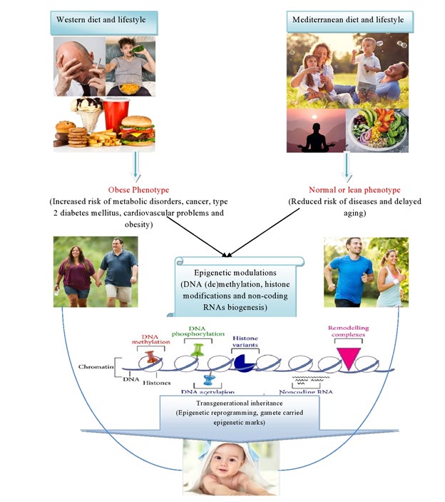 Figure 2: Impact of dietary habits and lifestyle patterns on epigenetic alterations of an organism.