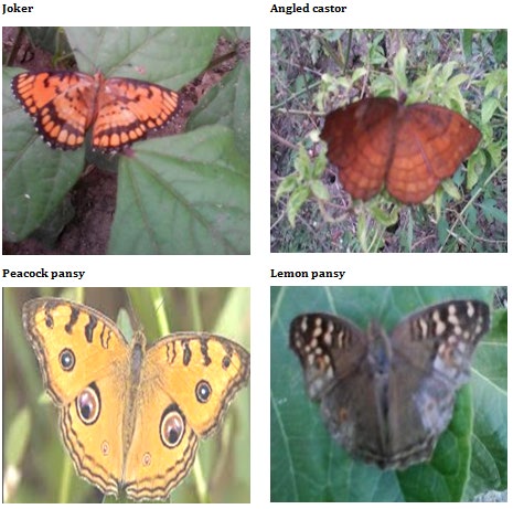 Figure 5: Butterfly species recorded in different habitat types (in Number).