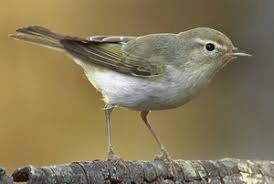 Figure 3: Phylloscopus bonelli Viellot, 1819.
