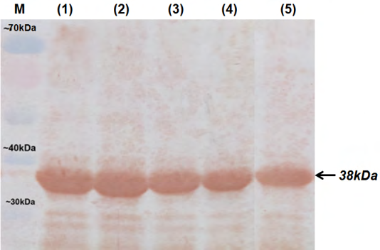 Figure 4: Characterization of the expressed of OmpL1 protein using Western Blot analysis. M: Marker, Lane (1 - 5): Antigen-antibody reactions between five Leptospira serovars (as antigen, including L. Bataviae, L. Canicola, L. Grippotyphosa, L. Icterohaemorrhagiae and L. Pomona, respectively) and antiserum (as antibody of rOmpL1).