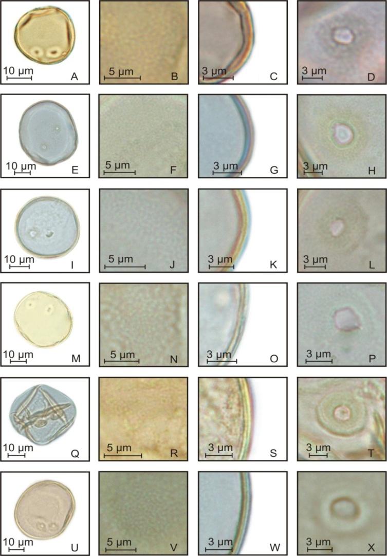 Figure 3: Modern diporate pollen grains of Poaceae species of the Rio Grande do Sul. Diporate pollen grain (A), detail of ornamentation (B), detail of exine (C) and detail of pore (D) of the Pharus lappulaceus; Diporate pollen grain (E), detail of ornamentation (F), detail of exine (G) and detail of pore (H) of the Zizaniopsis bonariensis; Diporate pollen grain (I), detail of ornamentation (J), detail of exine (K) and detail of pore (L) of the Dichanthelium sabulorum var. sabulorum; Diporate pollen grain (M), detail of ornamentation (N), detail of exine (O) and detail of pore (P) of the Digitaria ciliares; Diporate pollen grain (Q), detail of ornamentation (R), detail of exine (S) and detail of pore (T) of the Echinochloa polystachya; Diporate pollen grain (U), detail of ornamentation (V), detail of exine (W) and detail of pore (X) of the Paspalum pauciciliatum. All Poaceae species with diporate pollen grains have herbaceous habit and estival life cycle. Only Pharus lappulaceus is forest specie and Zizaniopsis bonariensis is wetland specie, the others species are from grasslands. The smaller size of the pollen grains of Pharus lappulaceus indicates which palynomorphs are of herbaceous forest species. On the other hand, the larger size of the pollen grains of Zizaniopsis bonariensis Indicates occurrence of wetlands, while pollen grain sizes between 28-41 µm indicate grassland vegetation (Figure 4). The exact distinction of pollen grains from C3 and C4 metabolism was not possible. The data showed that C3 species have a larger amplitude range of pollen size than C4 species and that the limits of size variation of C3 species can be used as markers of metabolism type.