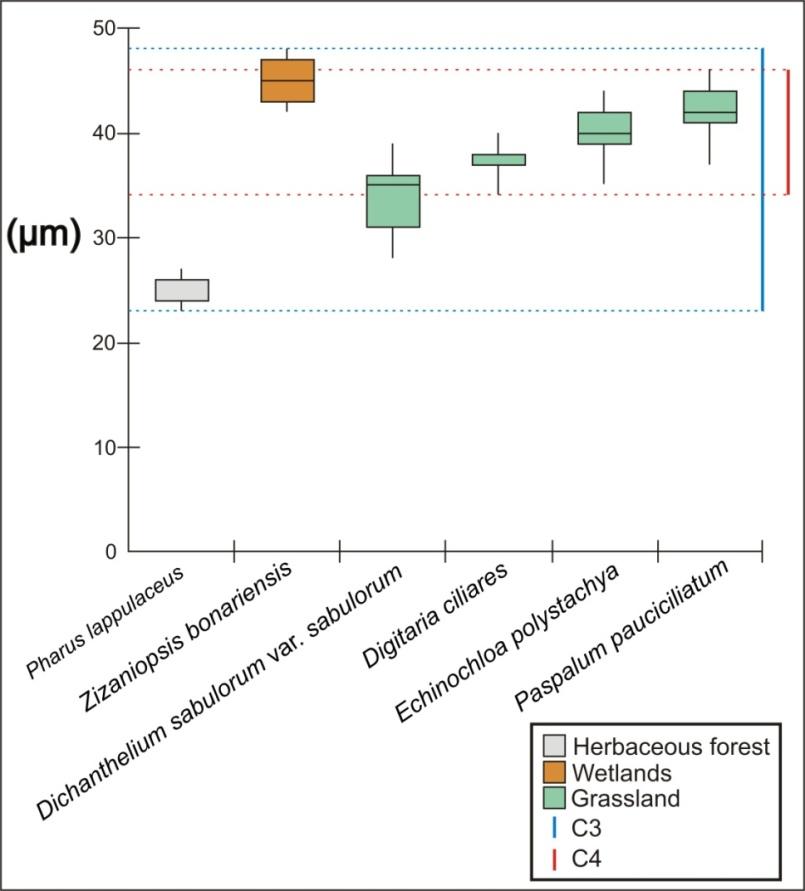 Figure 4: Chart box plot of the diameters of pollen grains of Poaceae species with diporate pollen in Rio Grande do Sul. The bold horizontal line within the box represents the median. The box shows 50% of the interquartile range, and whiskers the total variation.