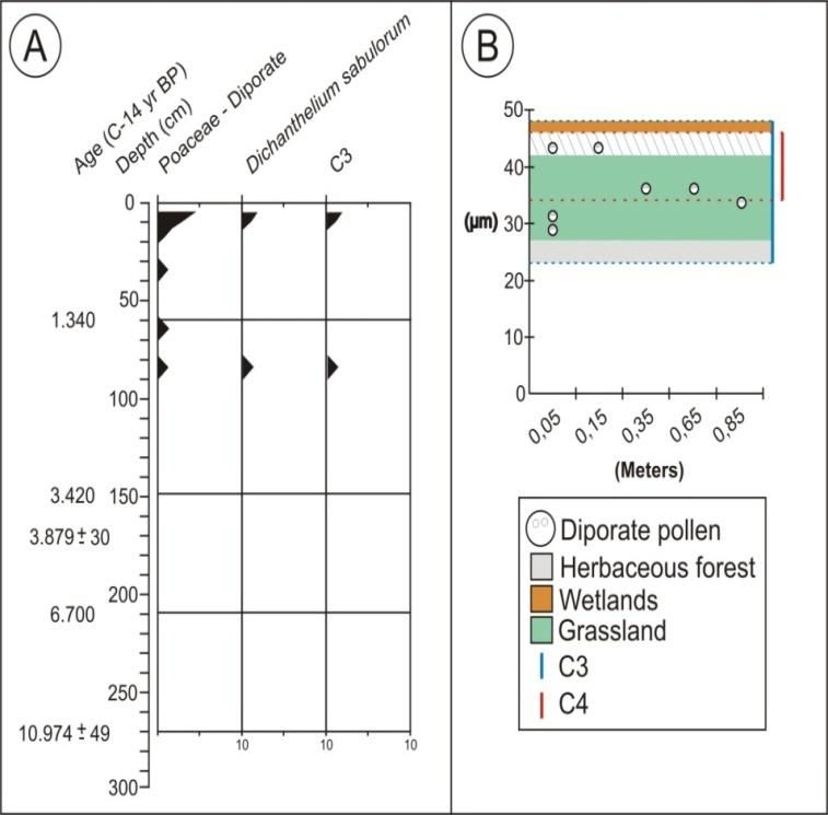 Figure 6: Pollen percentage diagram of Poaceae diporate pollen grains showing the ages and depths in which they were recorded in the profile of Águas Claras region (A). Chart of the sizes of the fossil diporate pollen grains together with the ecological information obtained by modern pollen grains (B). “\\\”Overlap between pollen grain sizes of grassland and wetland species.