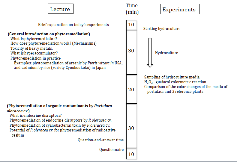 Figure 2: At the beginning of the class, the outline of the experiments was briefly explained to the students, and the hydroculture experiments of portulaca and other 3 reference plants were started. The students were told that only one of the four test plants has a high ability in eliminating organic contaminants in the hydroculture media, and the purpose of the experiments is to find that plants. It takes about 30 min until portulaca excretes enough amount of peroxidase enzyme into the medium for the detection with the naked eyes by H2O2 -guaiacol colormetric reaction, and this waiting period was used for the lecture on general introduction to phytoremediation. Approximately 30 minutes after starting the hydroculture, 1 ml of samples were taken from each medium of portulaca and other 3 reference plants into glass test tubes, and mixed with 1 ml of 1% guaiacol solution. The peroxidase reaction was started by adding 100 ml of 0.1% (29 mM) H2O2 solution to the samples. The color change (no color to dark orange color) was seen only in the portulaca sample, and the students could easily identify portulaca as the plant with a superior ability of phytoremediation. Since the Km value for H2O2 of secretory peroxidase of portulaca is much lower than those of other usual plant peroxidases [4], relatively low concentration of H2O2 (30 mM or less) is suitable for this experiment. In the present study, we used salvia, lavender, and rosemary, as reference plants, which excrete little amount of peroxidase into the medium. The
