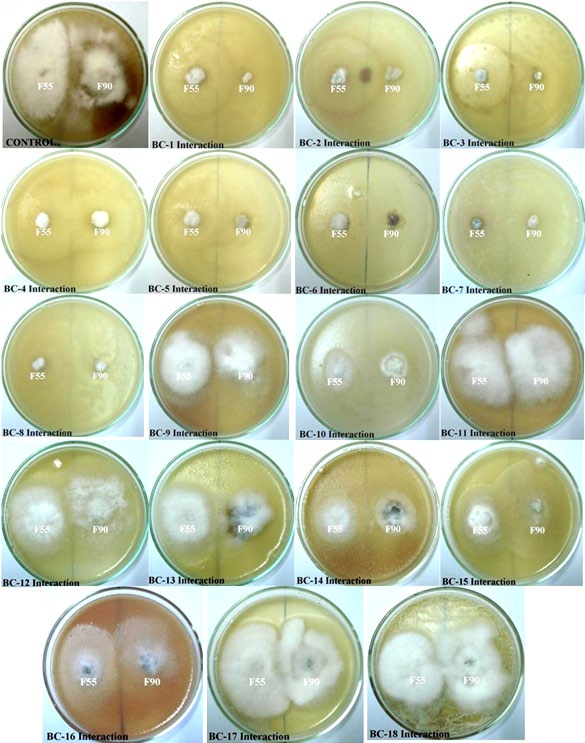 Figure 2: Inhibition of mycelia growth of Fusarium isolates F55 and F90 by the culture broth of bacterial antagonists isolated from cow shed.