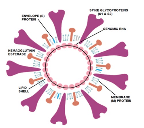 Figure 1: The structure and components of COVID-19 Virus.