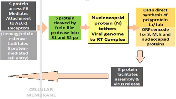 Figure 4: Simplified Steps in COVID-19 Pathogenesis and Replication Cycle.