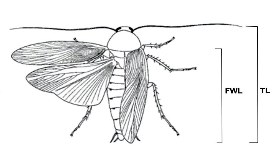 Figure 2: Diagram of P. americana showing the total length and fore wing length.