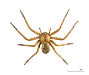 Figure 13: _Eriophora heroine_ male Swifts Creek, Victoria.