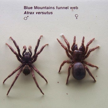 Figure 3: _Hadronyche cerberea._