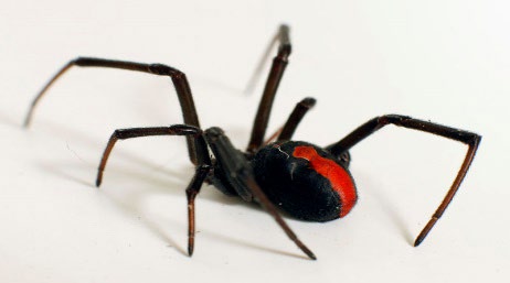 Figure 7: _Atrax sutherlandi._