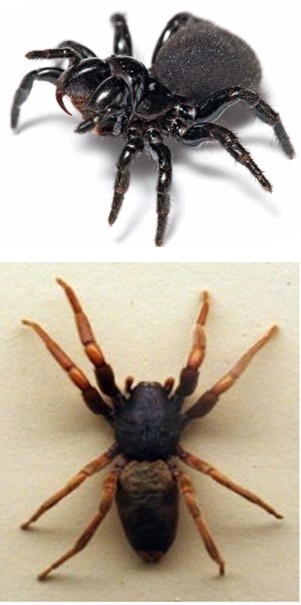 Figure 9: _Latrodectus hasselti._