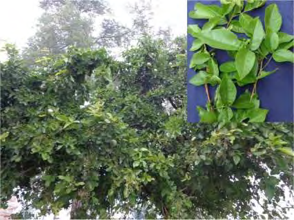 Figure 1: Aegle marmelos leaves.