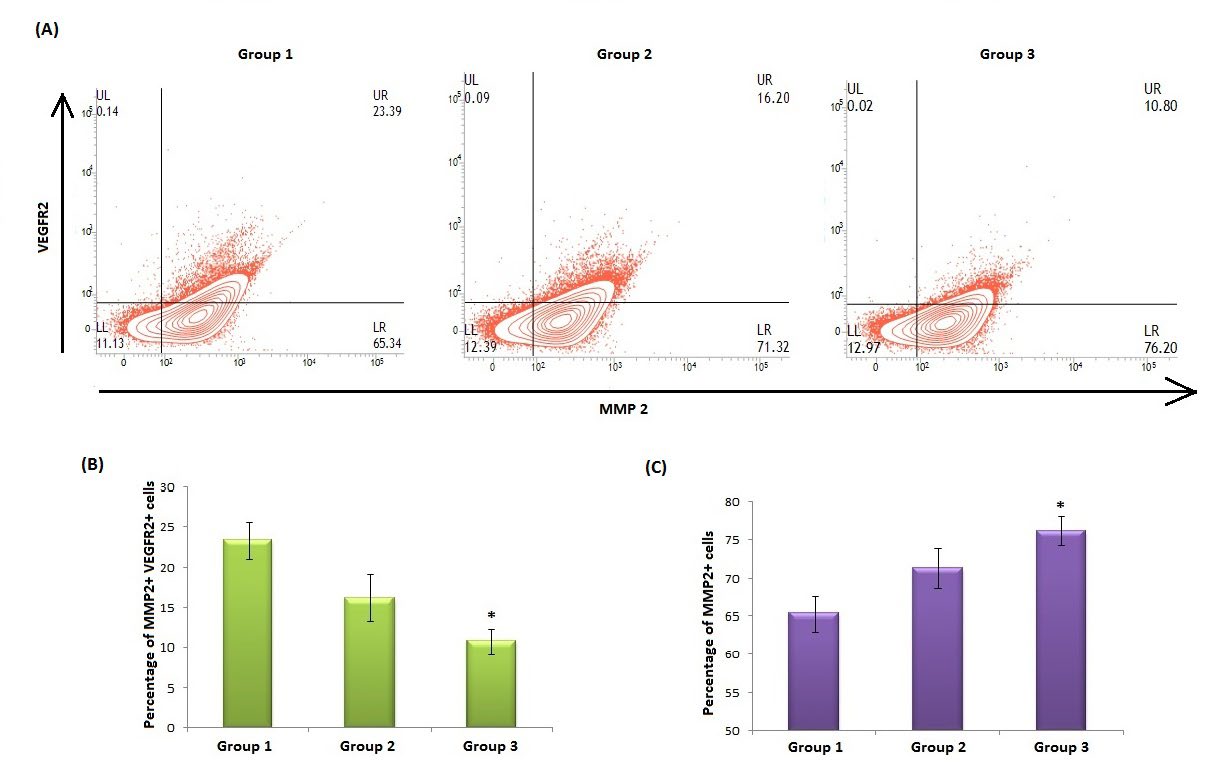 Figure 2: Expression pattern of MMP2+VEGFR2+ double positive cell population. (A) Contour plots of MMP2-VEGFR2 were obtained from the single cell suspension prepared from placenta. (B) Bar diagram representing percentage of MMP2+VEGFR2+ double positive cells. (C) Bar diagram representing percentage of MMP2+ positive cells. Data represent the mean±SD (n=6). *p< 0.05 when compared to animals of group 1. Gr. 1: control group, Gr. 2: pregnant female rats treated with BTE (50 mg BTE/ kg body weight/day, p.o.), Gr.3: pregnant female rats treated with BTE (100 mg BTE/kg body weight/day, p.o.).
