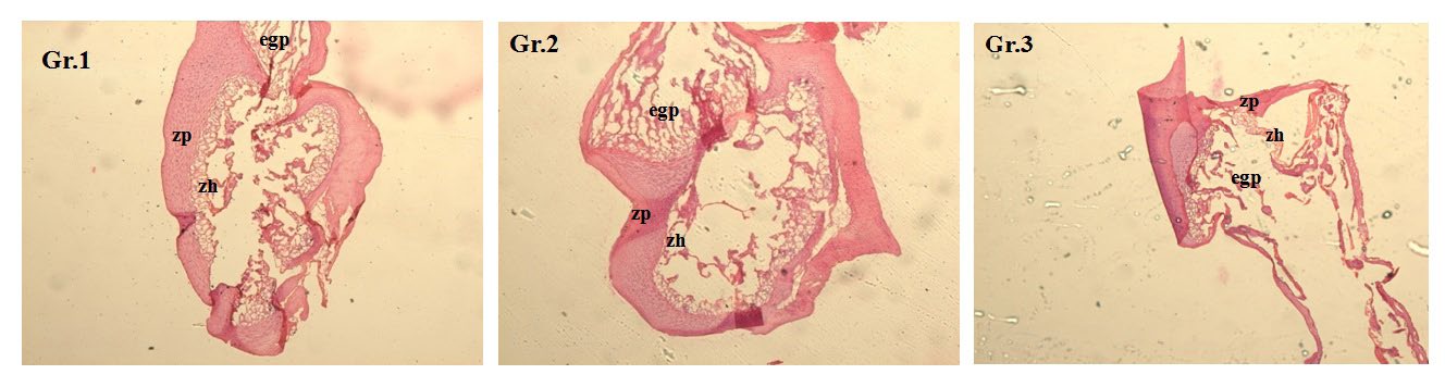 Figure 7: Histology of femur of pups on day 21 of lactation period (H-E counterstaining, 40X magnification). Zp= zone of proliferation, zh=zone of hypertrophy, egp= epiphyseal growth plate. Gr. 1: pups of control group, Gr. 2: pups of pregnant female rats treated with BTE (50 mg /kg body weight/day, p.o.), Gr.3: pups of pregnant female rats treated with BTE (100 mg /kg body weight/day, p.o.).