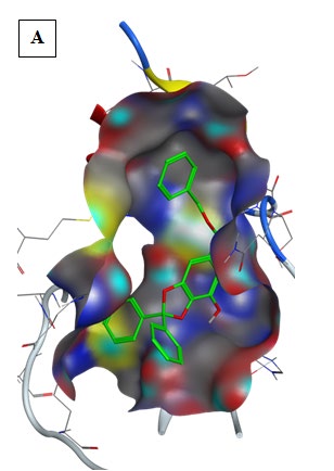 Figure 2: Gallic Acid was well fitted into the active pocket of 6LU7. Gallic Acid formed hydrogen bonds with Ser144, Cys145, His163, Glu166, and Gln189. Furthermore, the aromatics groups of Gallic Acid were found to be interacting with Met165 and Cys145 via aromatic interaction. Gallic Acid aliphatic groups will be responsible for the formation of Van der Waals interactions.