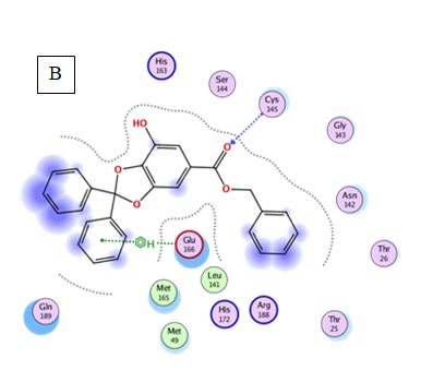 Figure 3: Quercetin was well fitted into the active pocket of 6LU7. Quercetin formed hydrogen bonds with Leu141 and His163. Hydrogen bond interaction might be due to the 7 H-bond acceptors of Quercetin. As shown in figure 3 the aromatics groups of this flavonoid were found to be interacting with Glu166, Cys145, Met165, and Met49 via a variant of aromatic interaction. Furthermore, Quercetin aliphatic groups will be responsible for the formation of Van der Waals interactions.