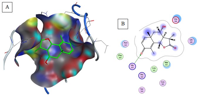 Figure 8: Representation of docked ligand-protein complex (A) animation pose of Curcuma within the cavity of 6LU7, (B) 2D interaction of Curcuma with amino acid residues of Mpro COVID-19. (Generated using Free Version of Discovery Studio Visualizer).
