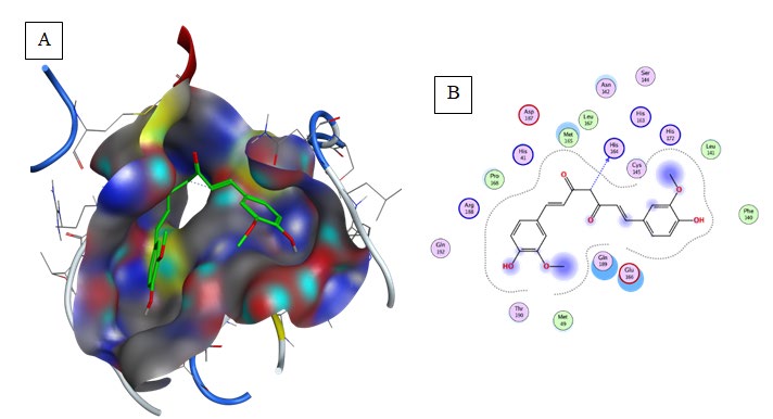 Figure 9: Representation of docked ligand-protein complex (A) animation pose of Hydroxy-Chloroquine within the cavity of 6LU7, (B) 2D interaction of Hydroxy-Chloroquine with amino acid residues of Mpro COVID-19. (Generated using Free Version of Discovery Studio Visualizer).