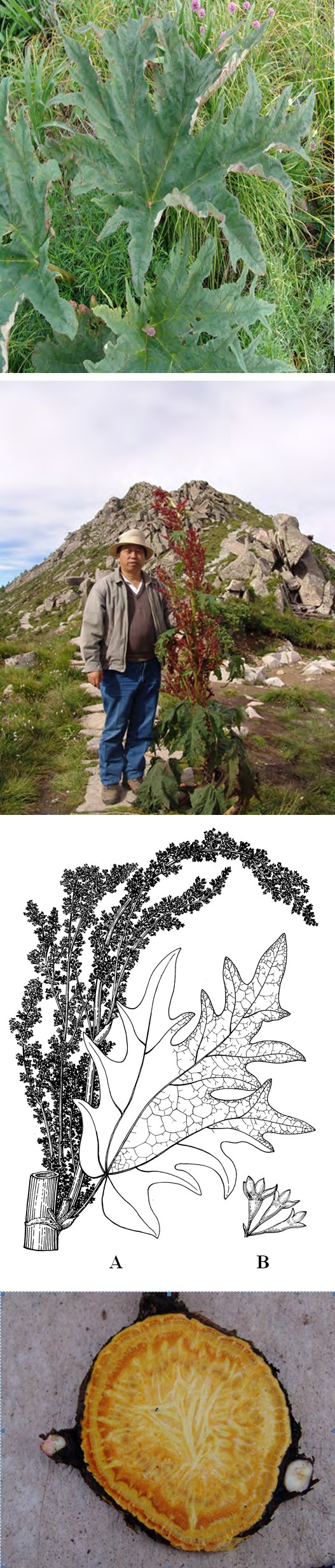 Figure 1: Original of Polygonaceae Rheum palmatum Linnaeus var. tanguticum Maximowicz ex Regel. (A)	 Original plant; (B) Flower