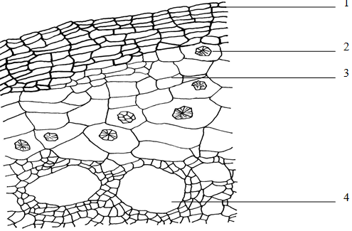 Figure 3: Transverse section of Rhizome tissue in details. (1) Phellem; (2) Cluster crystal; (3) Cortex; (4) Secretory cavity; (5) Phloem; (6) Cambium; (7) Xylem; (8) Vessel; (9) Ray; (10) Centrum; (11) Heterotypical vascular