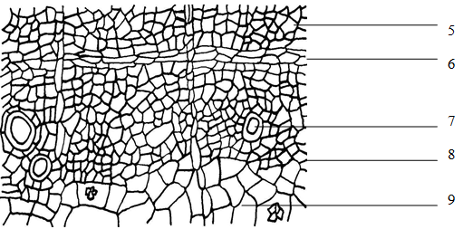Figure 5: Transverse section of Root tissue in details. (1) Phellem; (2) Cortex; (3) Cluster crystal; (4) Phloem; (5) Secretory cavity