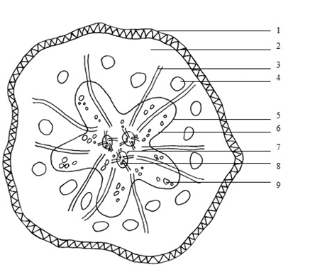 Figure 7: Micro-structure of Taibai Rhubarb. (1) Starch granules; (2) Vessel; (3) Calcium oxalate crystal cluster