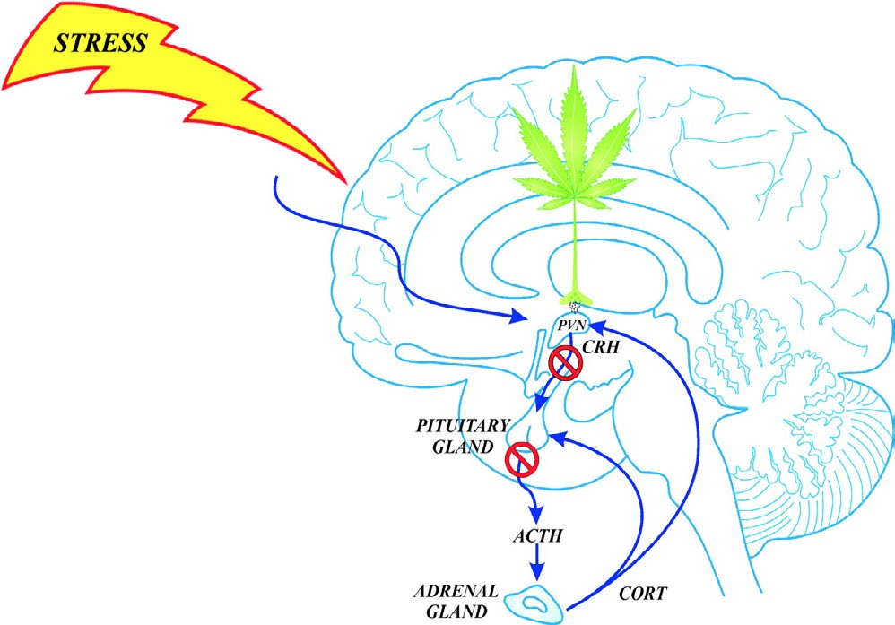 Figure 1: Elevations of cortisol, glucagon, catecholamine, and a host of inflammatory cytokines, exacerbate the stress response to surgery leading to increased sympathetic activity expressed as tachycardia, hypertension, raised cardiac output and increased myocardial contractility.