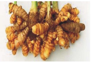 Figure 2: The rhizomes attached to the plants.