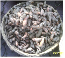 Figure 3: The rhizomes for the sale in the market of Lucknow.