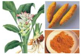 Figure 4: The plant the treated rhizome and the powder made.